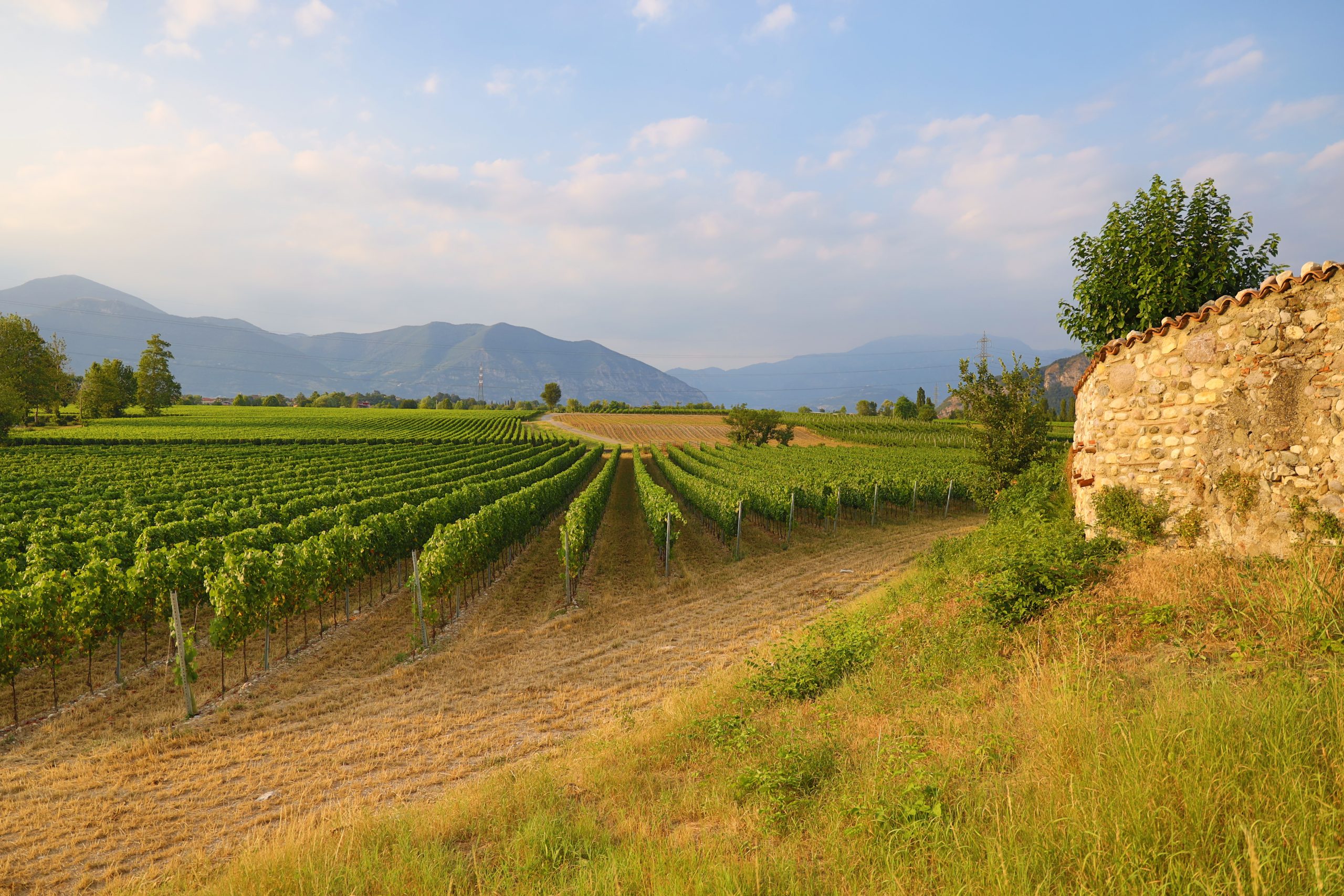 Immagine dei vigneti franciacortini