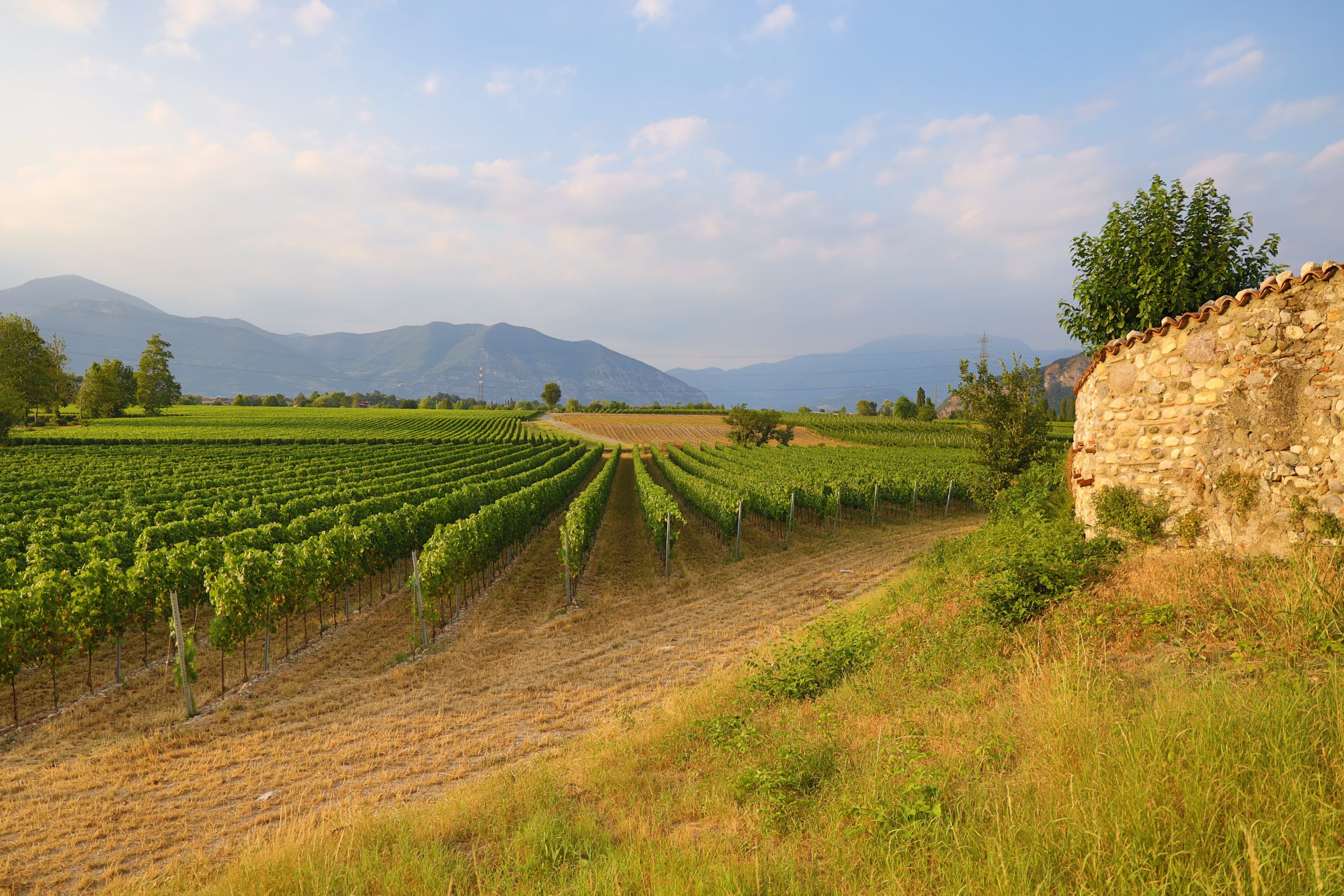 Picture of the Franciacorta vineyards