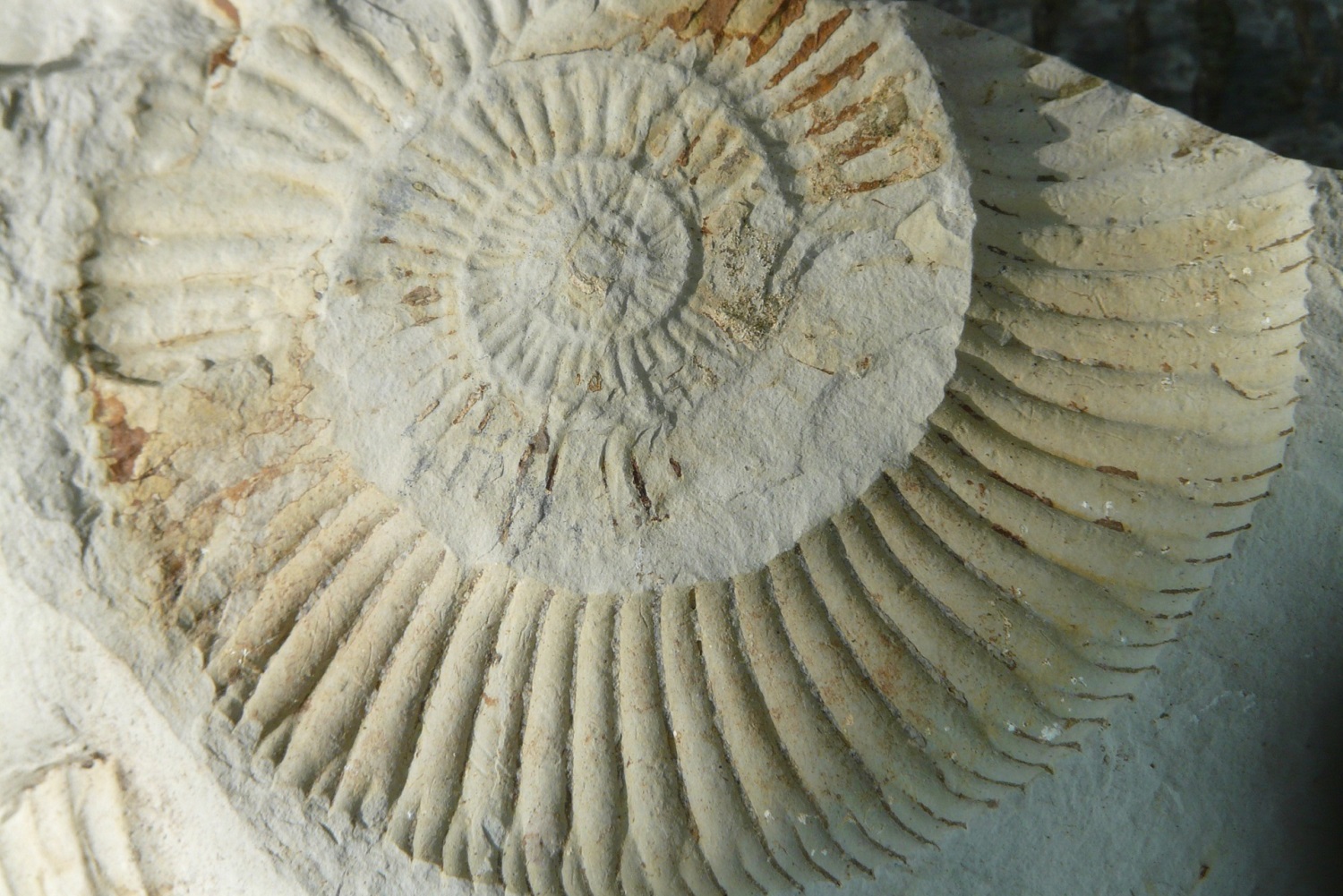 Pomeriggio Al Museo Vecchio Come Un Fossile Visit Lake Iseo Portale